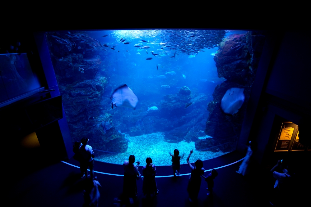 ナイトアクアリウム